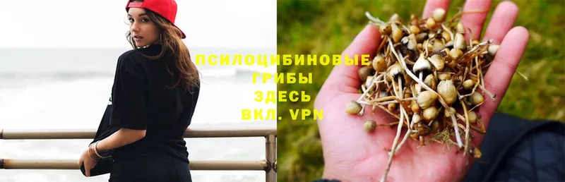 сколько стоит  Кореновск  Галлюциногенные грибы MAGIC MUSHROOMS 